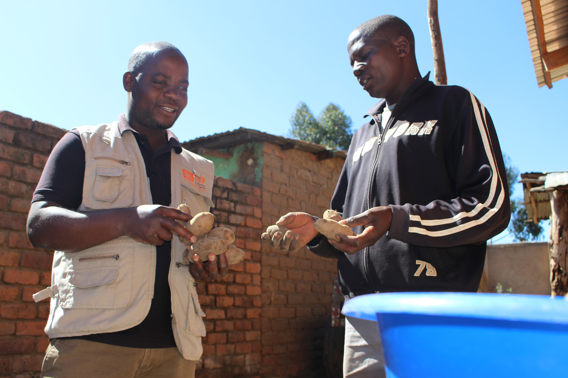 PIX 1 Dedza Farmer Kalema RIGHT and CIP Researcher Mvula LEFT examine Kalema Potato produce and seed