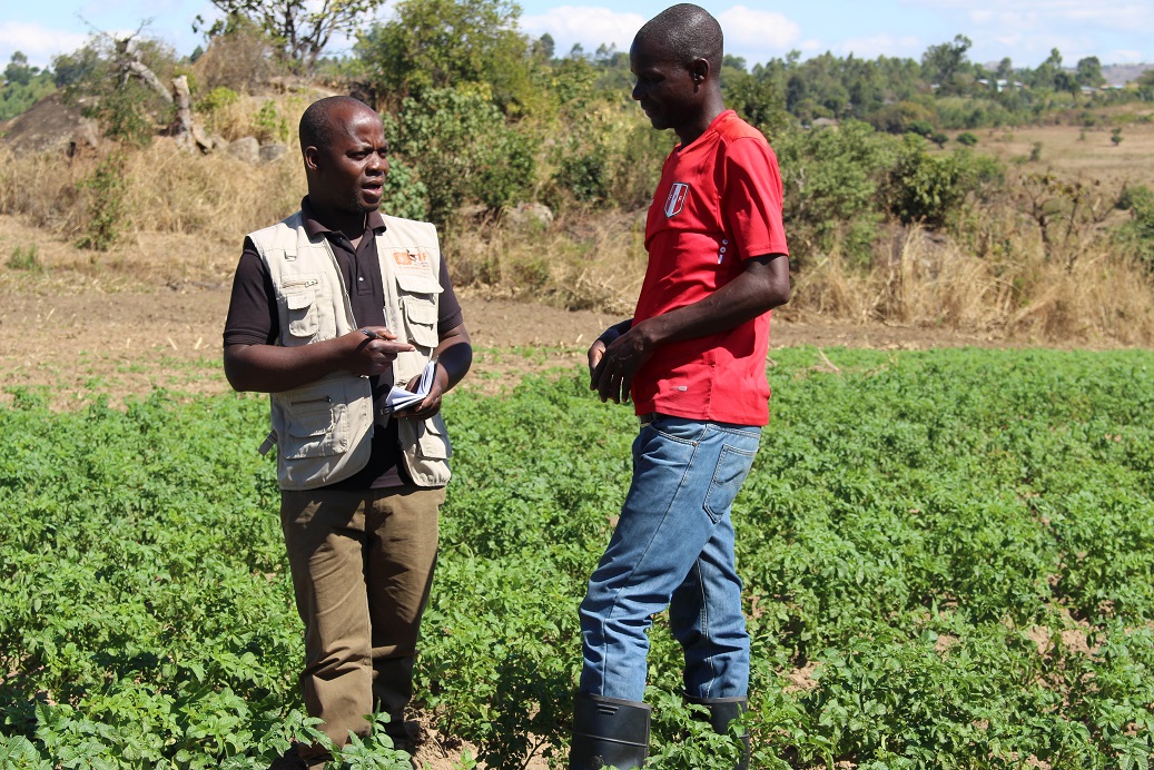 PIX 1 Dedza Farmer Maulana RIGHT and CIP Researcher Mvula LEFT examine Maulana Potato field and seed