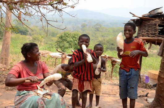 Cassava producing household in Malawi