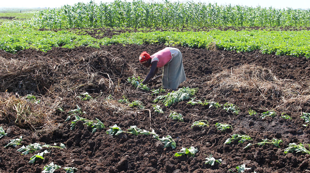 Crops irrigation